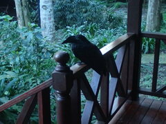 Anorrhinus galeritus