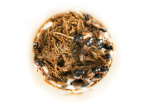 Melinopterus prodromus