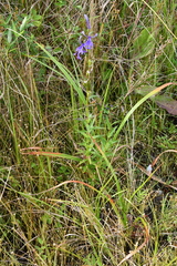 Lobelia sessilifolia