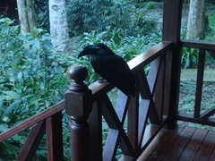 Anorrhinus galeritus