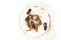 Melinopterus prodromus