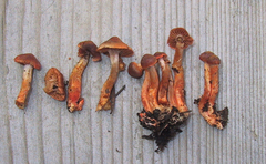 Cortinarius subminiatopus