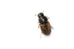 Melinopterus prodromus