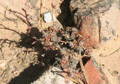 Anacampseros retusa