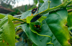 Diactor bilineatus