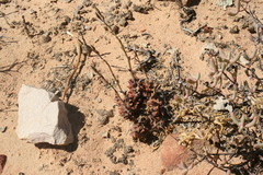 Anacampseros retusa