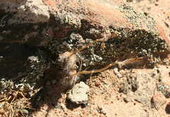 Anacampseros retusa