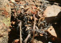 Anacampseros retusa