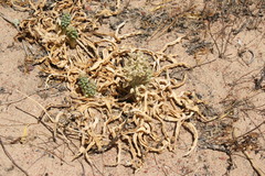 Ledebouria undulata