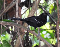 Cercomacra melanaria