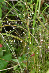 Omphalotrix longipes