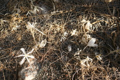 Gethyllis verticillata