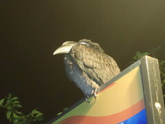 Anorrhinus galeritus