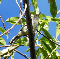 Herpsilochmus longirostris