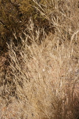 Aristida junciformis