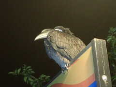 Anorrhinus galeritus