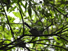 Herpsilochmus atricapillus