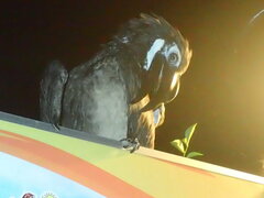 Anorrhinus galeritus