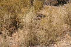 Aristida junciformis