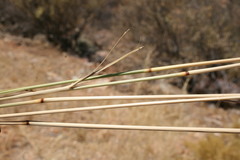 Aristida junciformis