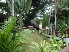 Anorrhinus galeritus