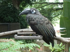 Anorrhinus galeritus