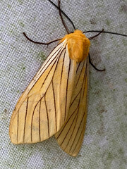 Phaegopterina