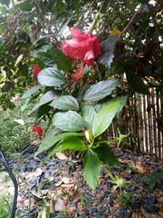 Hibiscus rosa-sinensis