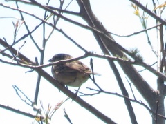 Ammodramus humeralis