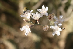 Limonium longifolium
