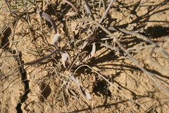 Limonium longifolium