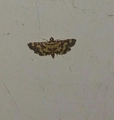 Eurrhyparodes tricoloralis