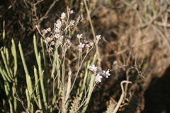 Limonium longifolium