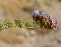 Limonium scabrum