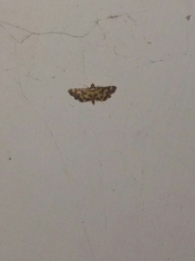 Eurrhyparodes tricoloralis