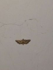 Eurrhyparodes tricoloralis