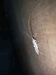 Olenecamptus bilobus