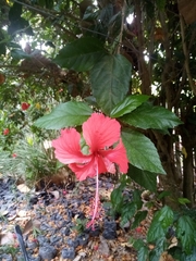 Hibiscus rosa-sinensis