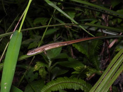 Takydromus viridipunctatus