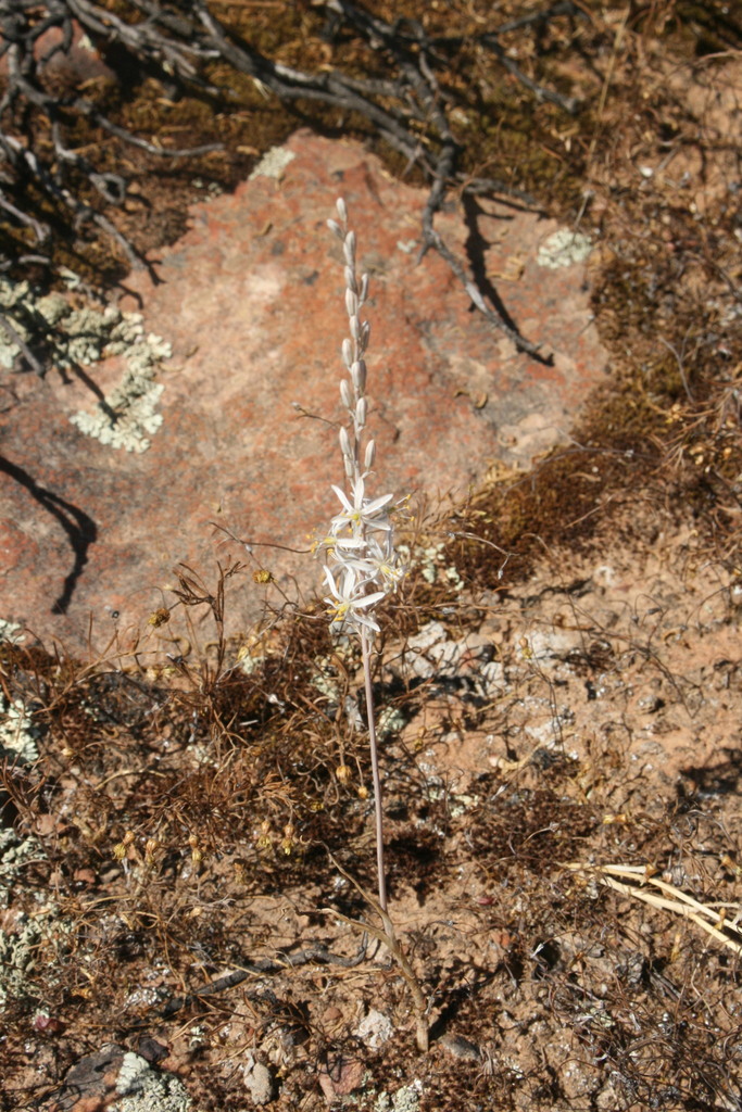 Ornithogalum thermophilum