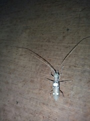 Olenecamptus bilobus