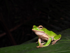 Zhangixalus prasinatus
