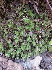 Atrichum angustatum