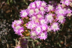 Ruschia densiflora