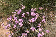 Ruschia densiflora