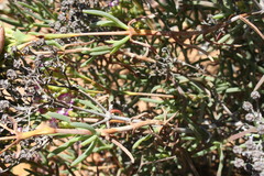 Ruschia densiflora
