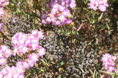 Ruschia densiflora