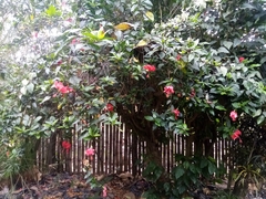 Hibiscus rosa-sinensis
