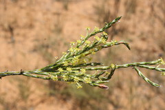Struthiola leptantha