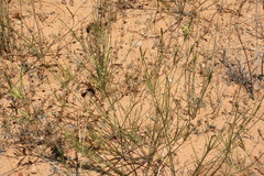 Struthiola leptantha